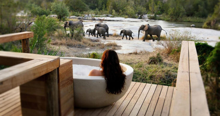 South Africa Safari